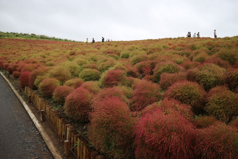 Công viên Hitachi Park